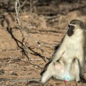 Kruger 262 copia